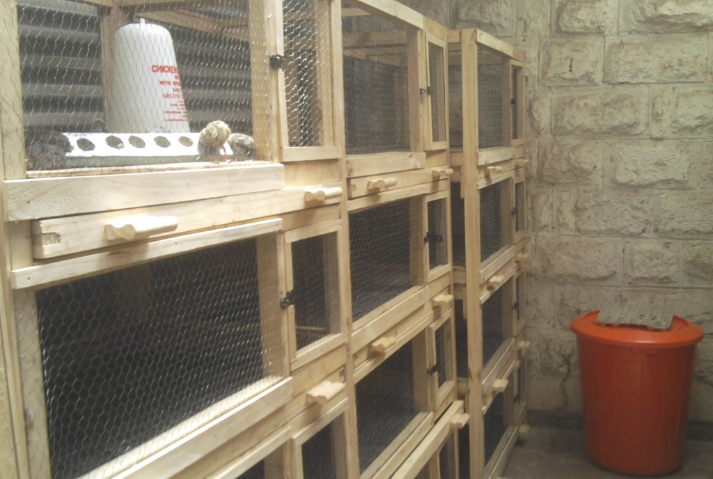 quail farming in Kenya | urbanshamba
